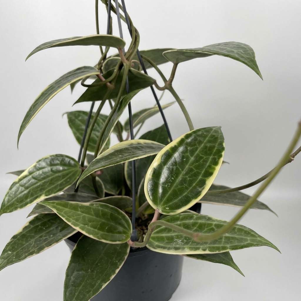 Hoya Macrophylla Live Plant, Snow Queen, Albomarginata Wax Plant, 1 Healthy Live Plant with Pot