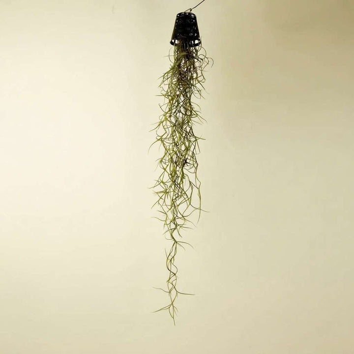 Air Plant Spanish Moss (Tillandsia usneoides) Live Plant with Hanging Loop and Small Net