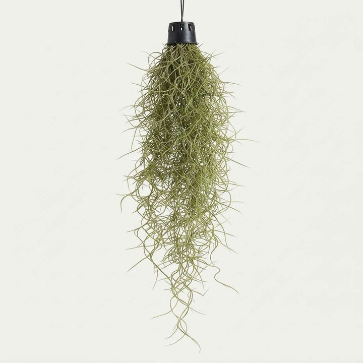 Air Plant Spanish Moss (Tillandsia usneoides) Live Plant with Hanging Loop and Small Net