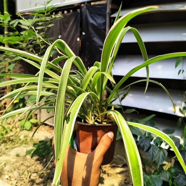 Spider Plant - Normal (Chlorophytum comosum) | Houseplant | Decorative Indoor Plant | Air Purification Plant | 1 Healthy live with pot
