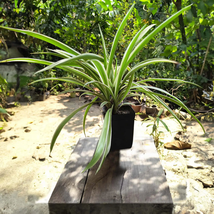 Spider Plant - Normal (Chlorophytum comosum) | Houseplant | Decorative Indoor Plant | Air Purification Plant | 1 Healthy live with pot