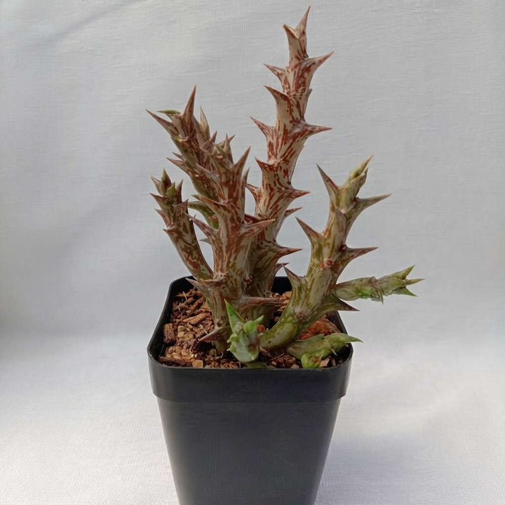 Stapelia Orbea dummeri (Lemon Green) Live Plant | Collector Choice Plant Live | Excotic Rare Plant | Succulent Plant | 1 Healthy Live Plant with Pot