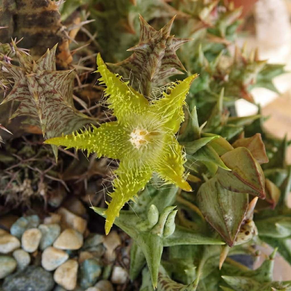 Stapelia Orbea dummeri (Lemon Green) Live Plant | Collector Choice Plant Live | Excotic Rare Plant | Succulent Plant | 1 Healthy Live Plant with Pot