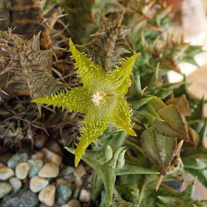 Stapelia Orbea dummeri (Lemon Green) Live Plant | Collector Choice Plant Live | Excotic Rare Plant | Succulent Plant | 1 Healthy Live Plant with Pot