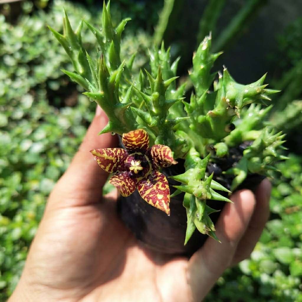 Orbea Semota Live Plant | Starfish Flower Plant | Exotic Succulent Plant for Home Decor and Gardening | 1 Healthy live Plant with pot
