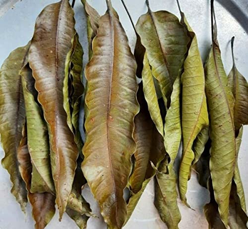 Dried Mango Leaves / Aam ki Patti Sukhi | Natural Mango Leaves (Mangifera indica) | Sukhi Aam ki Patti | Aam Leaf - 250 gm