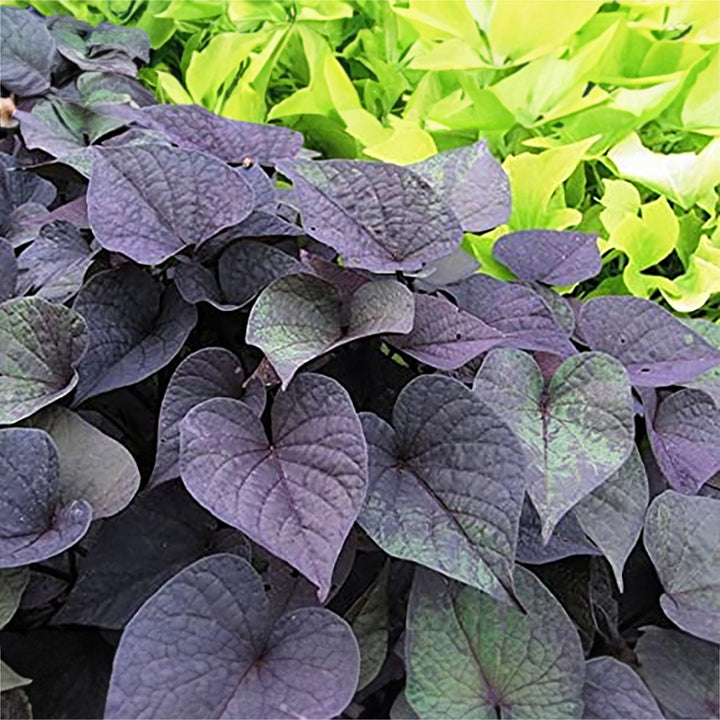 Sweet Potato Vine (Ipomoea Batatas) Plant Live | Ornamental Hanging Plant | 1 Healthy Live Plant with Pot - (Green/Black/Pink Frost)
