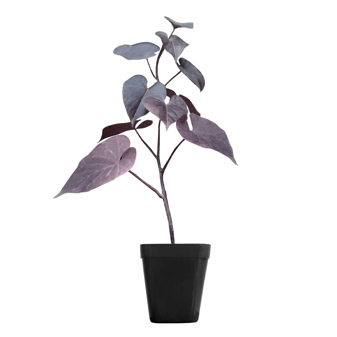 Sweet Potato Vine (Ipomoea Batatas) Plant Live | Ornamental Hanging Plant | 1 Healthy Live Plant with Pot - (Green/Black/Pink Frost)
