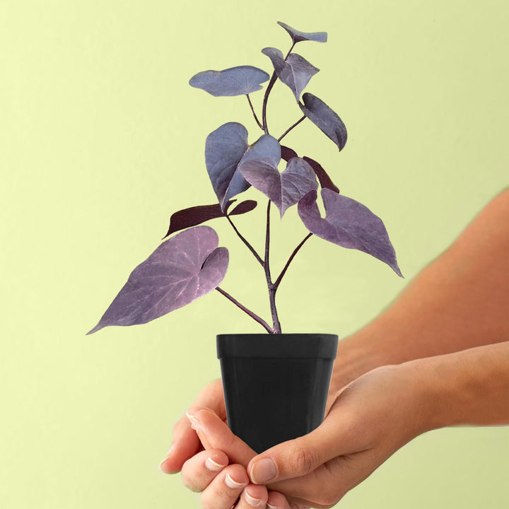 Sweet Potato Vine (Ipomoea Batatas) Plant Live | Ornamental Hanging Plant | 1 Healthy Live Plant with Pot - (Green/Black/Pink Frost)