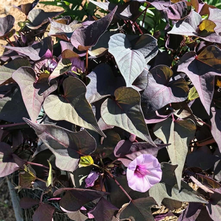 Sweet Potato Vine (Ipomoea Batatas) Plant Live | Ornamental Hanging Plant | 1 Healthy Live Plant with Pot - (Green/Black/Pink Frost)