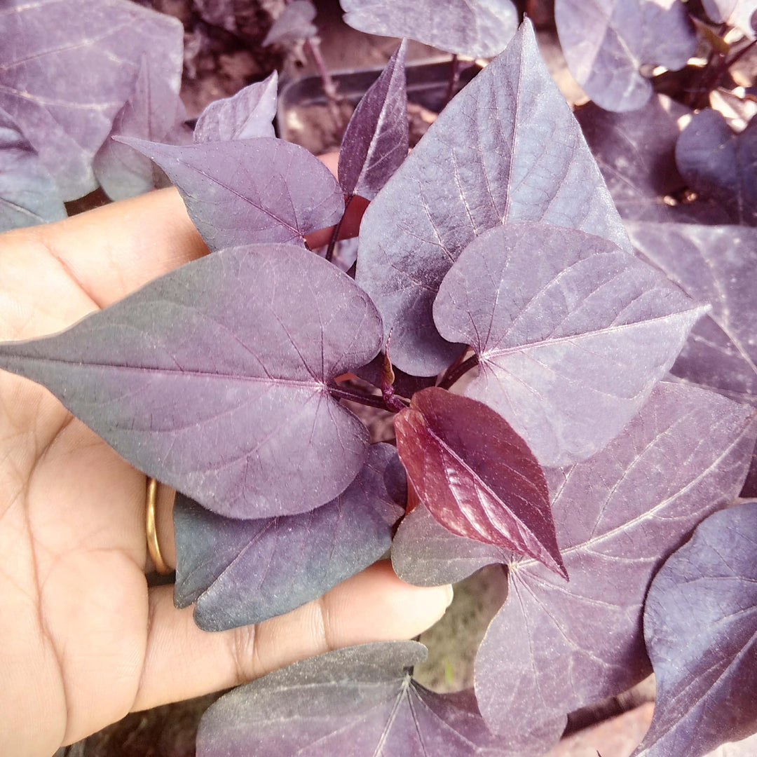 Sweet Potato Vine (Ipomoea Batatas) Plant Live | Ornamental Hanging Plant | 1 Healthy Live Plant with Pot - (Green/Black/Pink Frost)