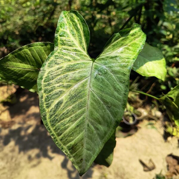 Syngonium Live Plant, Syngonium Albo Variegated (Syngonium Podophyllum), Arrow Head Rare Plant, Philodendron Live Plant, Arrowhead Ivy, Syngonium Plant Indoor Live Plant with Pot