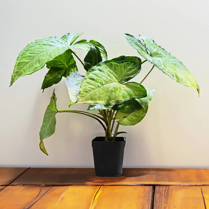 Syngonium Live Plant, Syngonium Albo Variegated (Syngonium Podophyllum), Arrow Head Rare Plant, Philodendron Live Plant, Arrowhead Ivy, Syngonium Plant Indoor Live Plant with Pot
