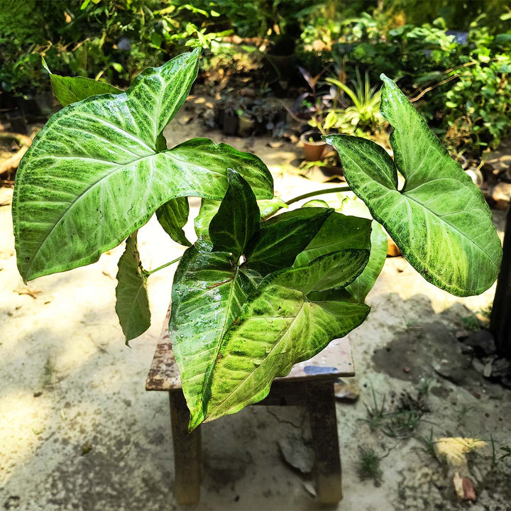 Syngonium Live Plant, Syngonium Albo Variegated (Syngonium Podophyllum), Arrow Head Rare Plant, Philodendron Live Plant, Arrowhead Ivy, Syngonium Plant Indoor Live Plant with Pot
