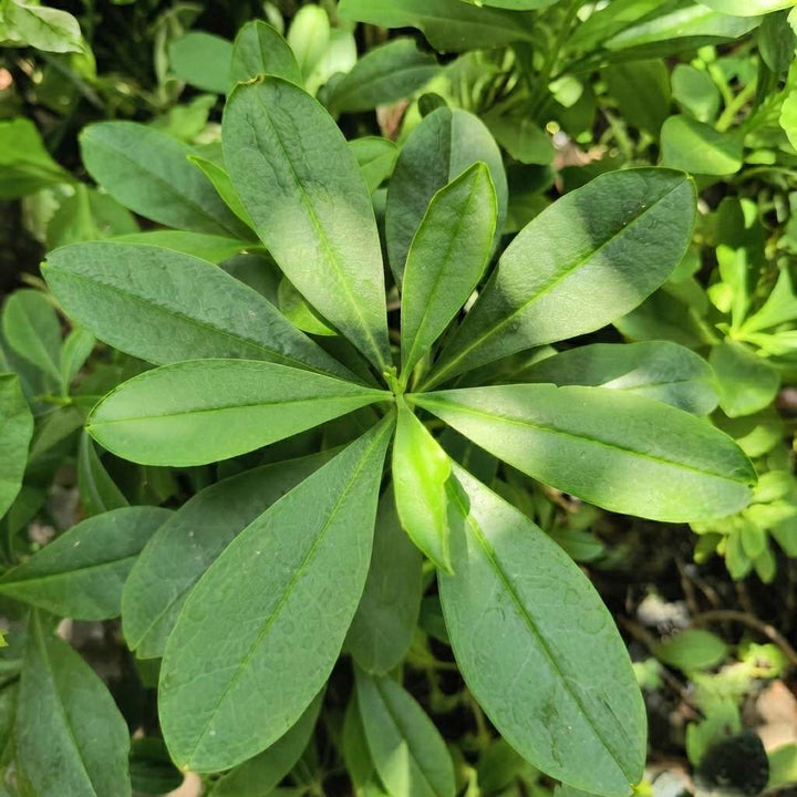 Jewels of Opar - Talinum paniculatum Live Plant | Fameflower , Pink Baby-Breath ,Exotic Herbal Live Plant With Pot