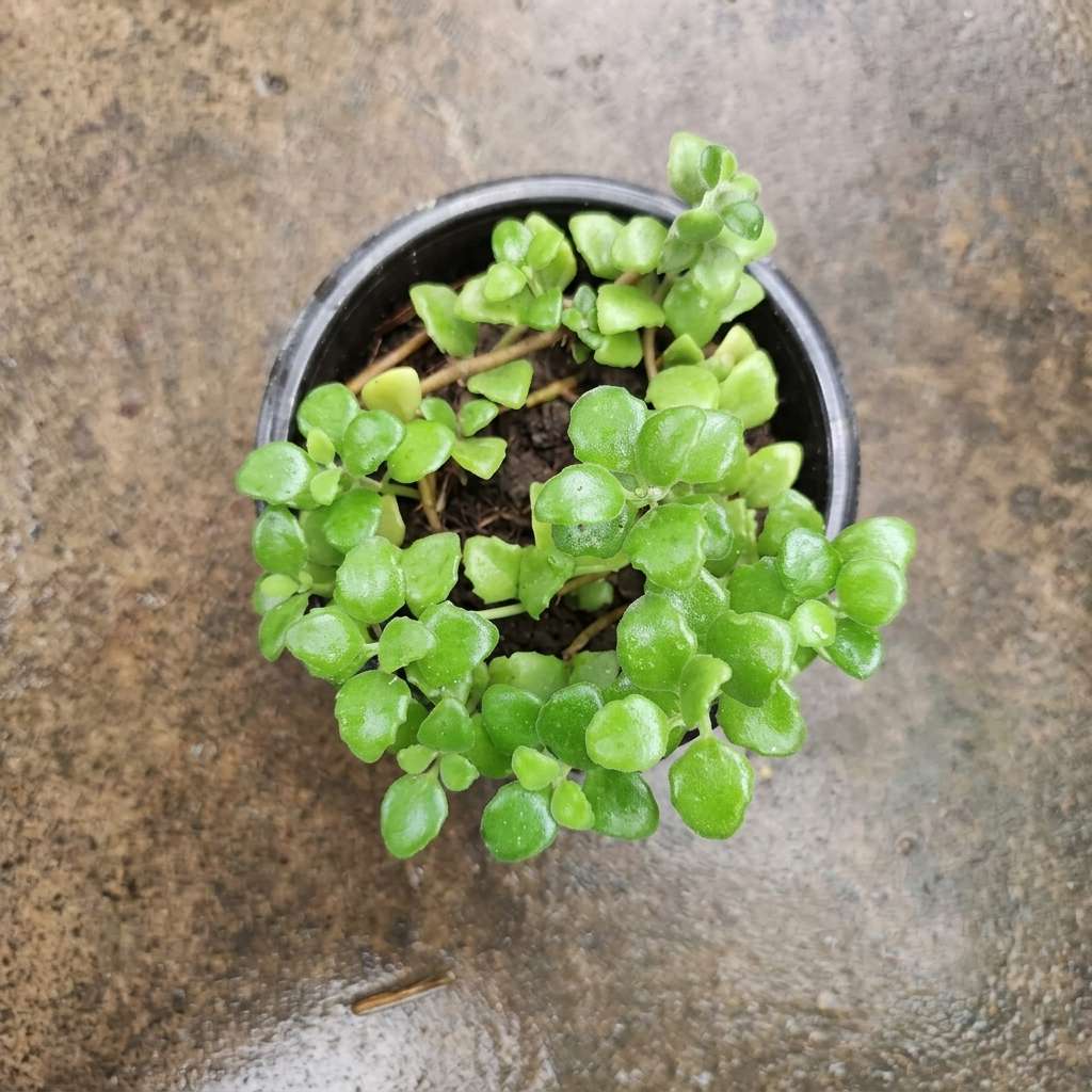 Tangled Heart / Swedish Ivy Live Plant | Hanging Evergreen Plant | Pillow Plant | Exotic String Plant | Succulent Plant with Pot