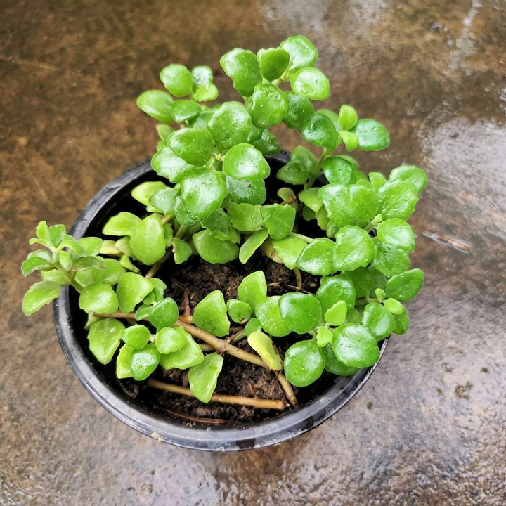 Tangled Heart / Swedish Ivy Live Plant | Hanging Evergreen Plant | Pillow Plant | Exotic String Plant | Succulent Plant with Pot