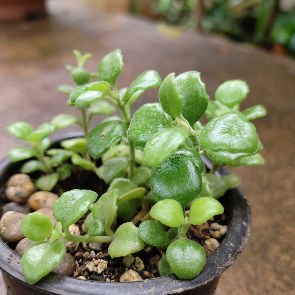 Tangled Heart / Swedish Ivy Live Plant | Hanging Evergreen Plant | Pillow Plant | Exotic String Plant | Succulent Plant with Pot