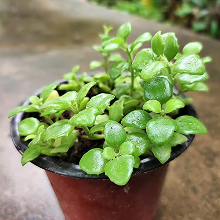 Tangled Heart / Swedish Ivy Live Plant | Hanging Evergreen Plant | Pillow Plant | Exotic String Plant | Succulent Plant with Pot