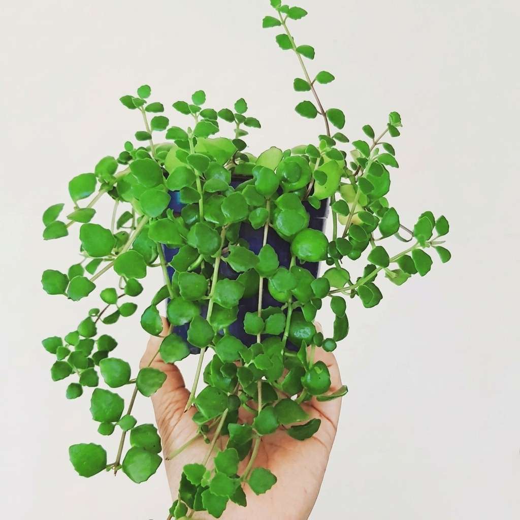 Tangled Heart / Swedish Ivy Live Plant | Hanging Evergreen Plant | Pillow Plant | Exotic String Plant | Succulent Plant with Pot