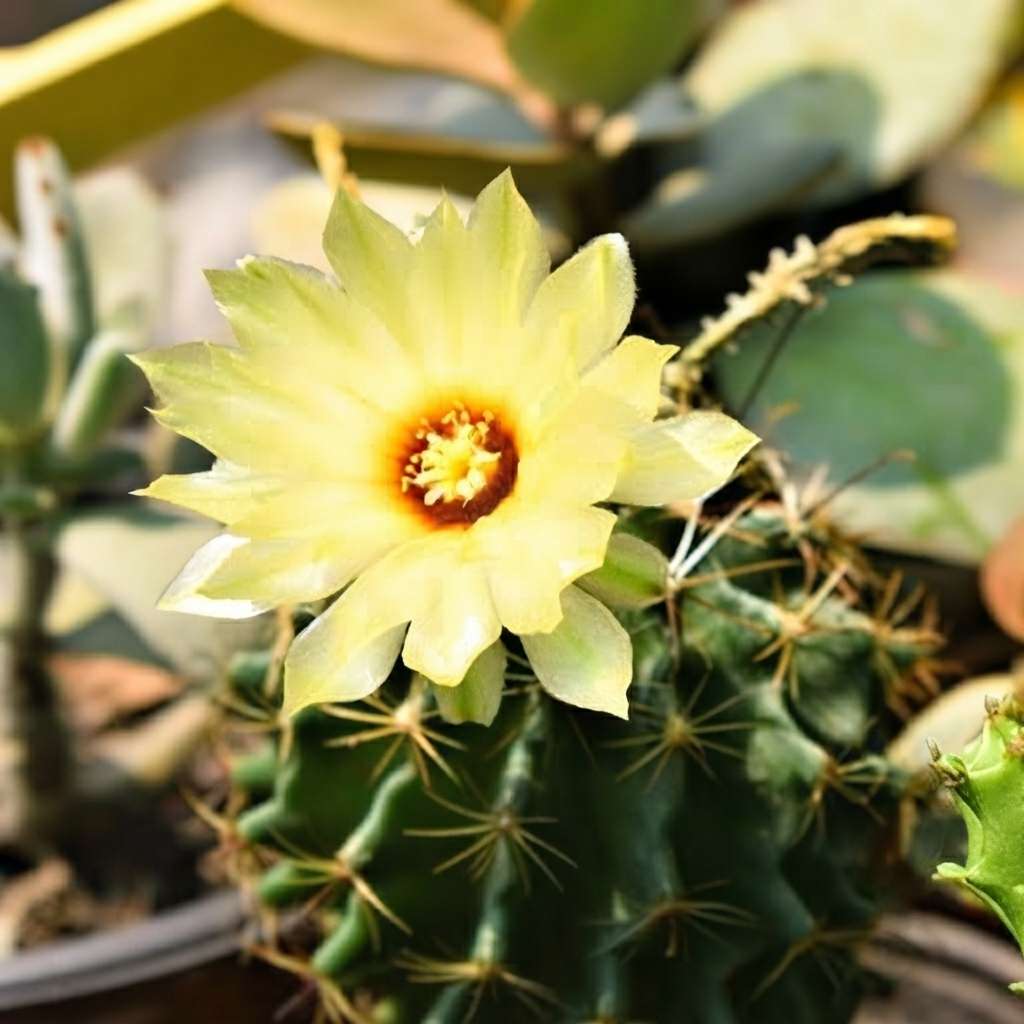 Hedgehog Cactus (Thelocactus setispinus) | Cactus Plant Live | Cacti Plant | Summer Plant | Yellow Cactus Plant