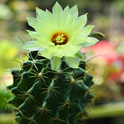 Hedgehog Cactus (Thelocactus setispinus) | Cactus Plant Live | Cacti Plant | Summer Plant | Yellow Cactus Plant