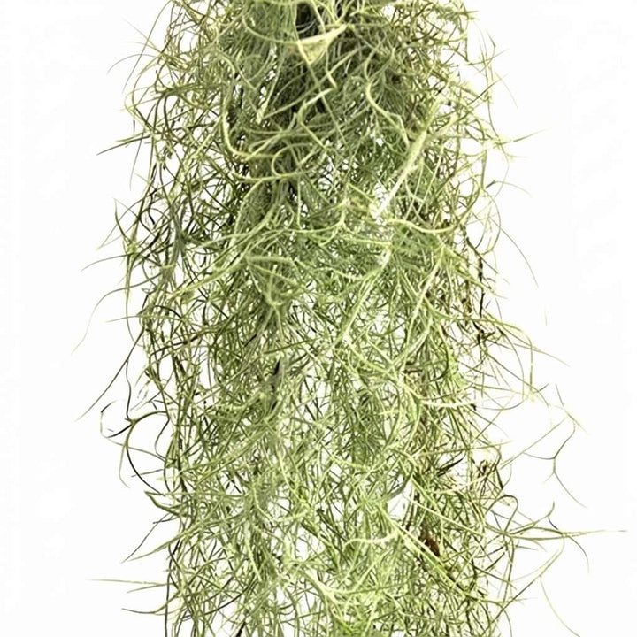 Air Plant Spanish Moss (Tillandsia usneoides) Live Plant with Hanging Loop and Small Net
