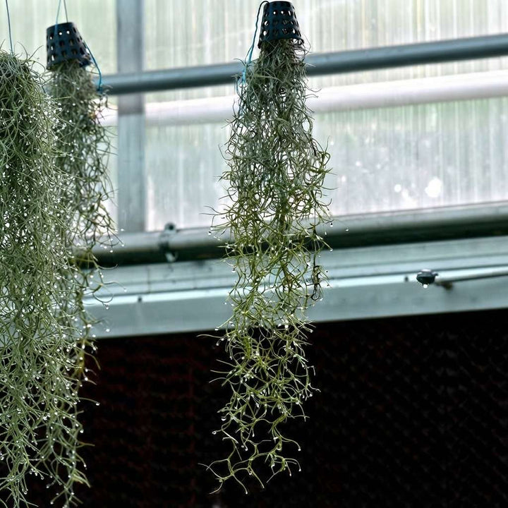 Air Plant Spanish Moss (Tillandsia usneoides) Live Plant with Hanging Loop and Small Net