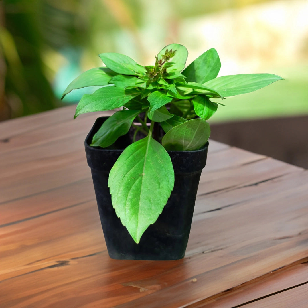 Tulsi Live Medicine/Herbal Plant (Holy Basil) for Home, Balcony, Outdoor Garden with Pot (African Blue Basil)