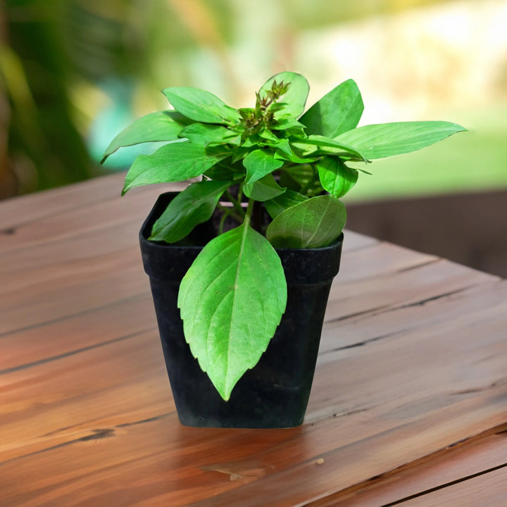 Tulsi Live Medicine/Herbal Plant (Holy Basil) for Home, Balcony, Outdoor Garden with Pot (African Blue Basil)