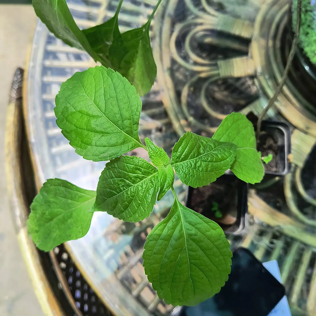 Tulsi Live Medicine/Herbal Plant (Holy Basil) for Home, Balcony, Outdoor Garden with Pot (Ram Tulsi)