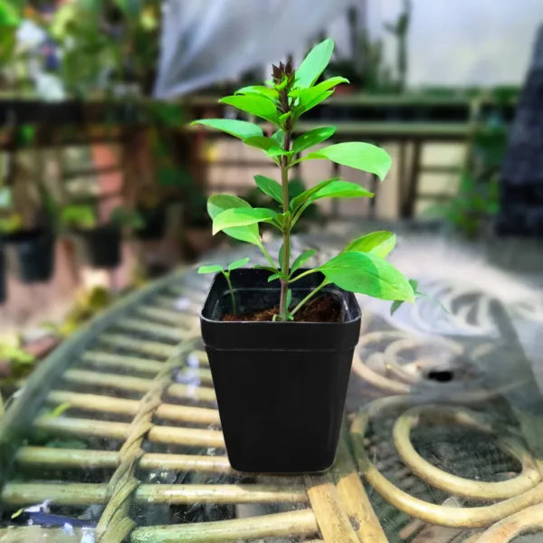 Tulsi Live Medicine/Herbal Plant (Holy Basil) for Home, Balcony, Outdoor Garden with Pot (African Blue Basil)