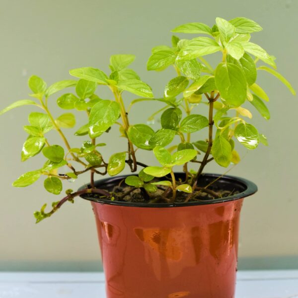 Tulsi Live Medicine/Herbal Plant (Holy Basil) for Home, Balcony, Outdoor Garden with Pot (Mint Tulsi)