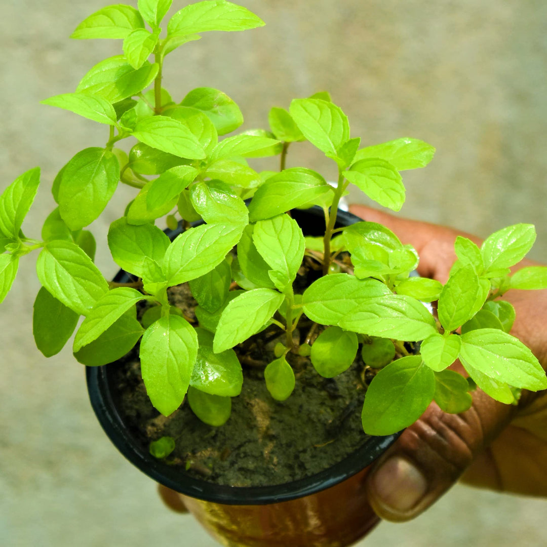 Tulsi Live Medicine/Herbal Plant (Holy Basil) for Home, Balcony, Outdoor Garden with Pot (Mint Tulsi)