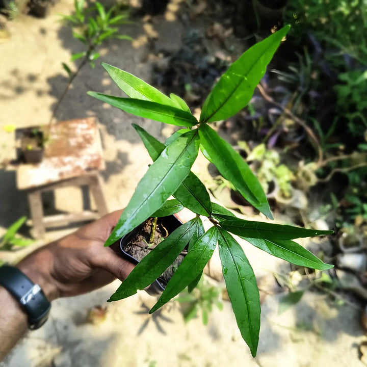 Rare Willow-leaved Justicia | Vaathamkolli Justicia gendarussa | Medicinal Plant With Pot