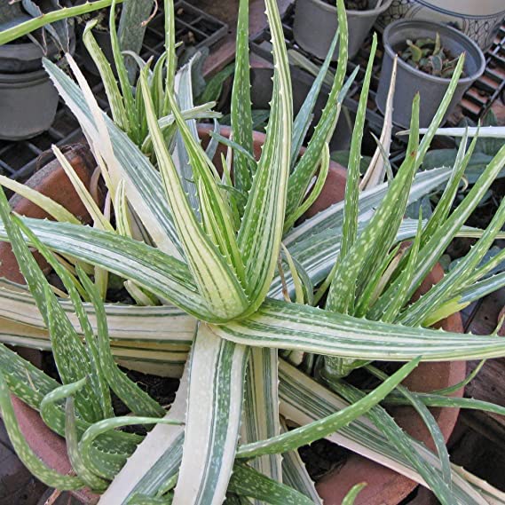 Highly Variegated Hawaiian Soap Aloe Plant (aloe saponaria) | Chinensis Variegata |Exotic Rare Collectors Choice Plant