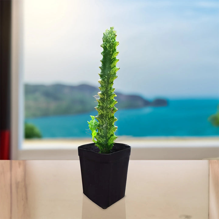 Euphorbia Vaariegated (Mayurnatganii variegata) | Cactus Plant | Summer Plant | Evergreen House Plant | 1 Healthy Live Plant with Pot