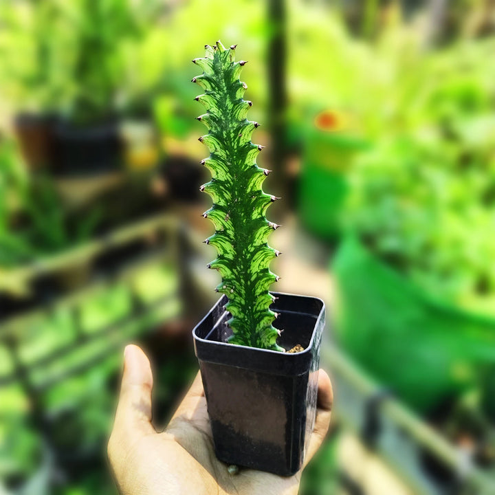 Euphorbia Vaariegated (Mayurnatganii variegata) | Cactus Plant | Summer Plant | Evergreen House Plant | 1 Healthy Live Plant with Pot