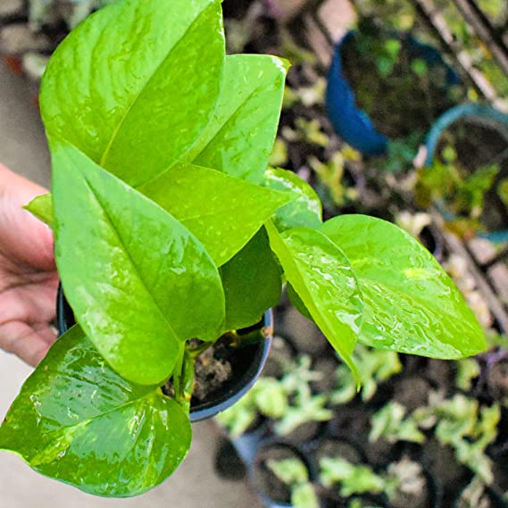 Variegated Money Plant | Hanging Plant | Decor Plant for Indoor and Garden | Luck Bringing Table Plant | 1 Healthy Live Plant with Pot