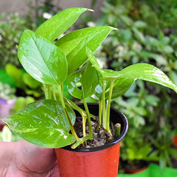 Variegated Money Plant | Hanging Plant | Decor Plant for Indoor and Garden | Luck Bringing Table Plant | 1 Healthy Live Plant with Pot