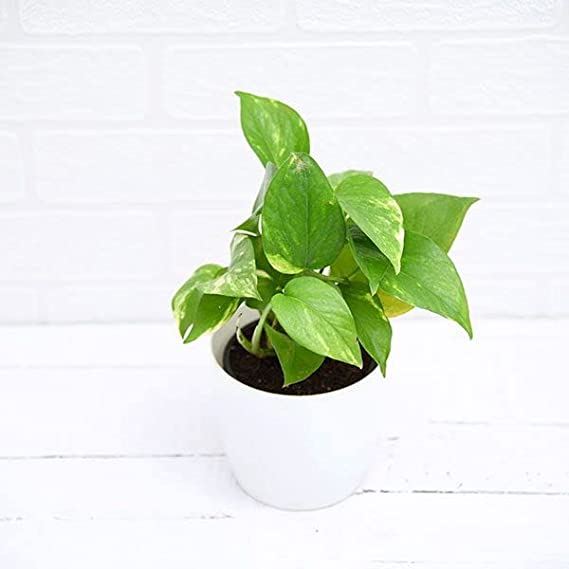 Variegated Money Plant | Hanging Plant | Decor Plant for Indoor and Garden | Luck Bringing Table Plant | 1 Healthy Live Plant with Pot