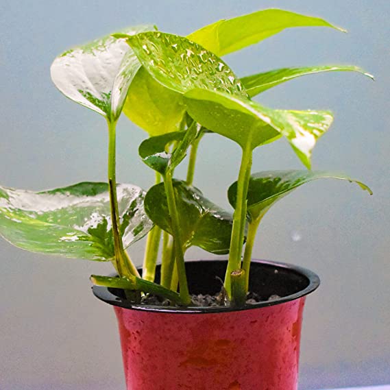 Variegated Money Plant | Hanging Plant | Decor Plant for Indoor and Garden | Luck Bringing Table Plant | 1 Healthy Live Plant with Pot