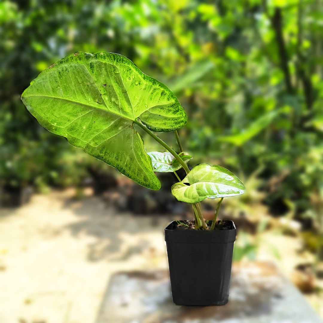Syngonium Live Plant, Syngonium Albo Variegated (Syngonium Podophyllum), Arrow Head Rare Plant, Philodendron Live Plant, Arrowhead Ivy, Syngonium Plant Indoor Live Plant with Pot