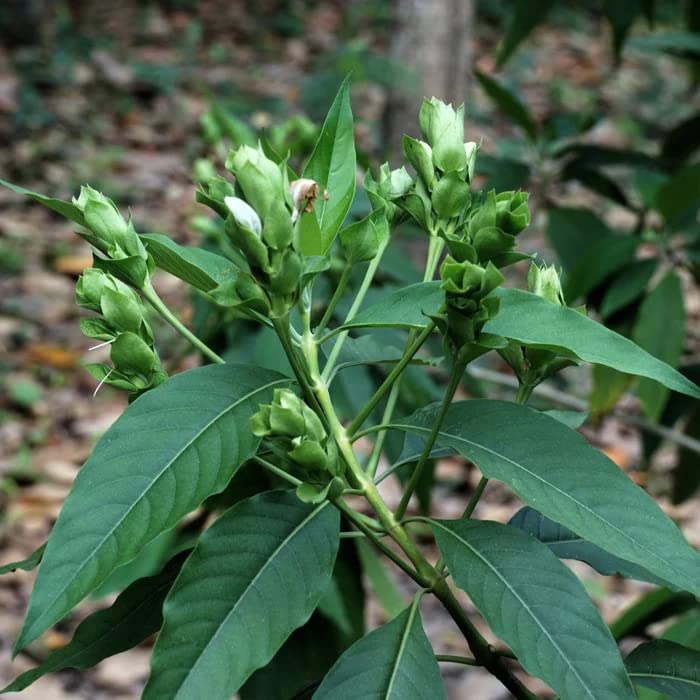 Vasaka (Justicia adhatoda) Live plant | Malabar nut | Vasa | Adhatoda Medicinal Herb | Medicinal Plant Live with Pot