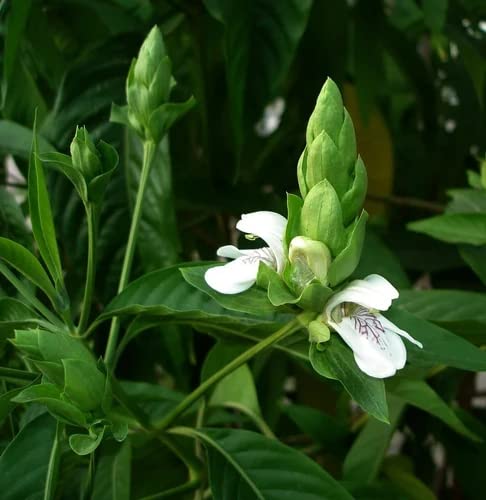 Vasaka (Justicia adhatoda) Live plant | Malabar nut | Vasa | Adhatoda Medicinal Herb | Medicinal Plant Live with Pot
