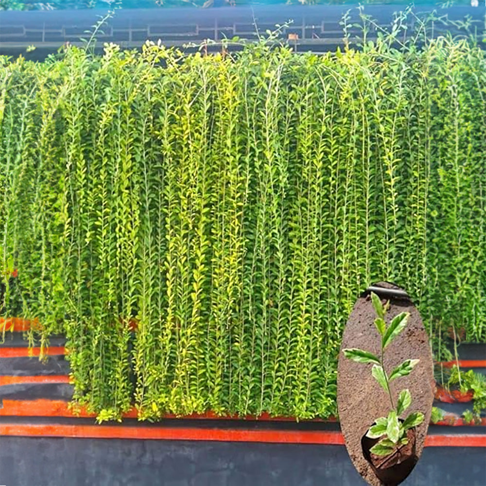 Curtain Creeper Live Plant | Healthy Indoor/Outdoor Climbing Vine | Parda Bel | Vernonia Creeper | Spider Ivy | Climber Plant, Creeper Plant | Evergreen House Plant | Vine Plant For Decoration