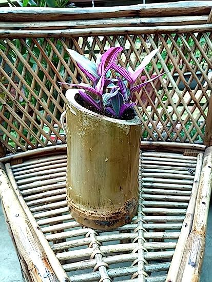 Gachwala Natural Bamboo Planter/Wooden Container - Garden Decoration Planters/Pot for Balcony - Plants Decorative Accessories (Small Bamboo Planter (Set of 2) Vertical (15.5 to 25 CM) - B2