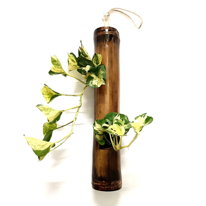 Gachwala Natural Bamboo Planter/Wooden Container - Garden Decoration Planters/Pot for Balcony - Plants Decorative Accessories (Wall Hanging Bamboo Planter (Length 40 50 cm) - B5)