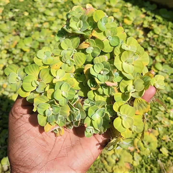 Water Lettuce Live Plant | Water Cabbage Plant for Pond , Aquarium | Aquatic Pistia | Floating Live Pond Plant - (Pack of 5/10/20/25/35)
