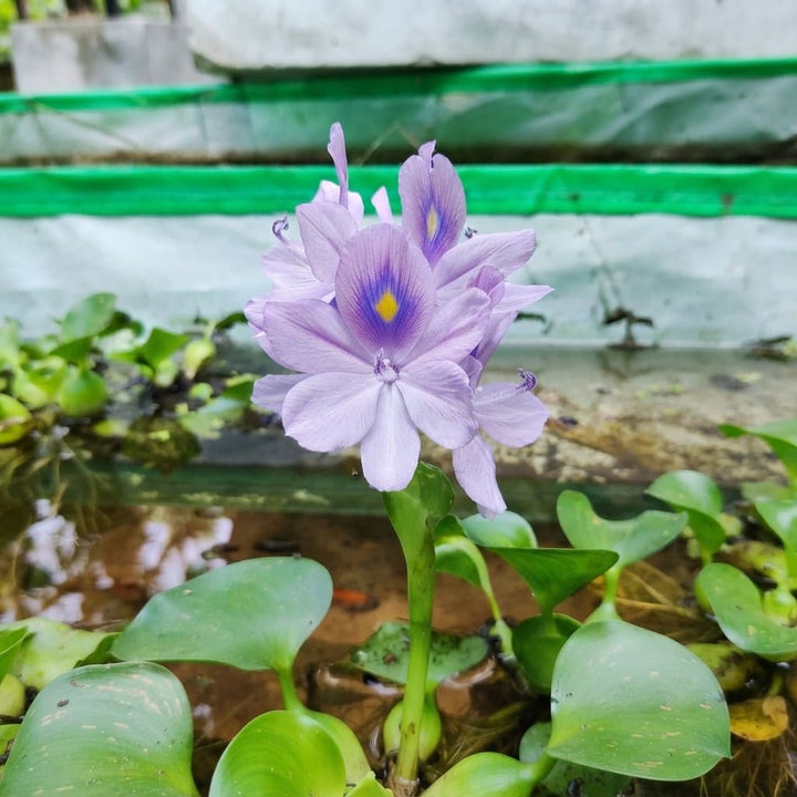 Water Hyacinth (Eichhornia crassipes) | Floating Pond Plant | Pond Flower | Koi Pond Plants | Water Plants Live (Pack of 2/3/4/6/8/12)